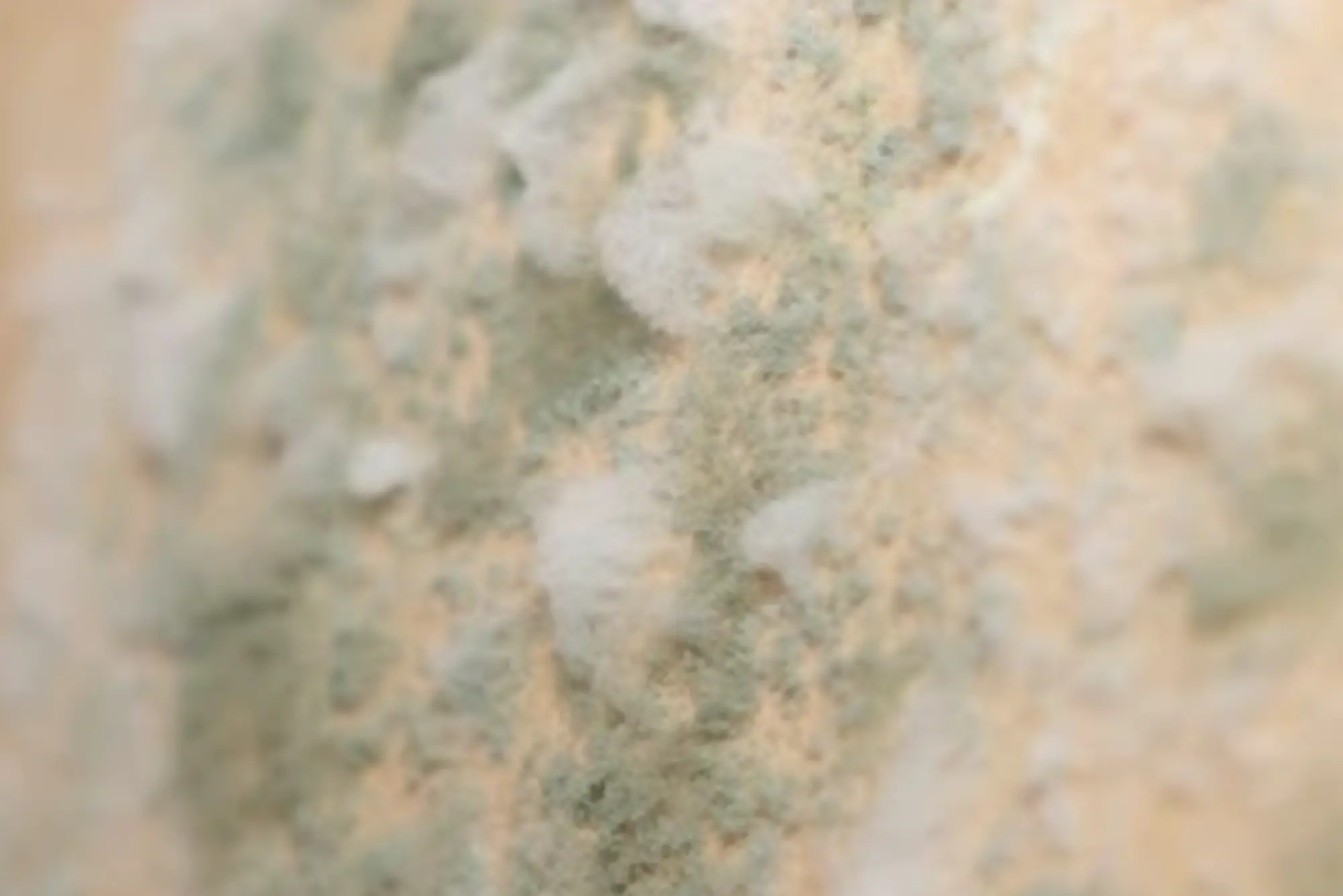A zoomed-in image of Mold