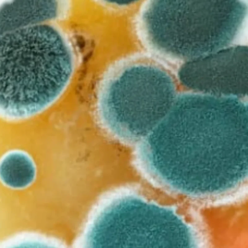 Zoom-in mold sample
